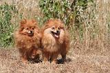 SPITZ ALLEMAND 474